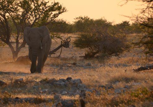 Etosha NP algemeen