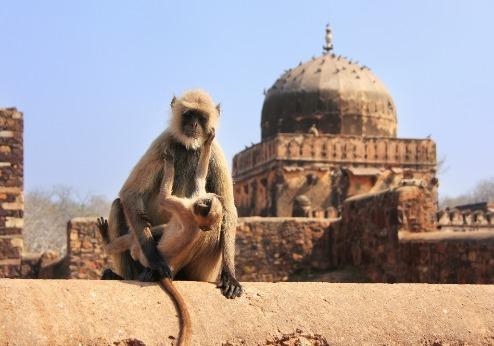 Ranthambhore Nationaal Park