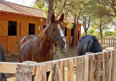 Vrata Krke, paard