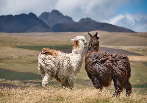 Cotopaxi Nationaal Park