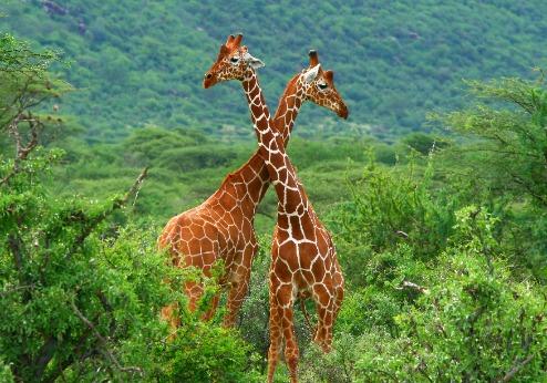 Samburu Nationaal Park