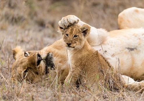 Kruger Nationaal Park 