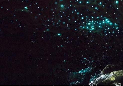 Glowworm Caves