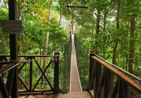 Taman Negara Canopy