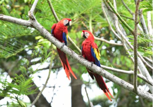 Corcovado Nationaal Park