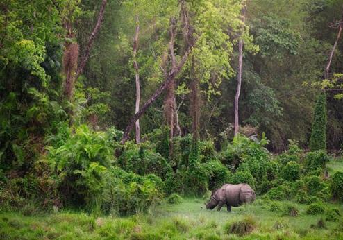 Green Mansions Resort, neushoorn