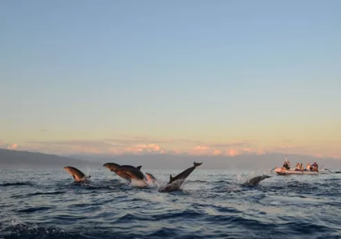 Indonesie Bali Lovina dolfijnen