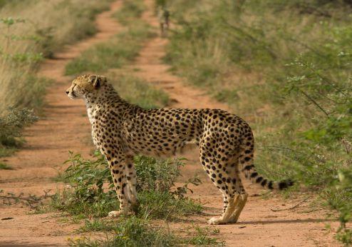 Okonjima Natuurreservaat