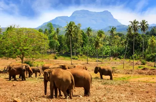 Sri Lanka olifanten