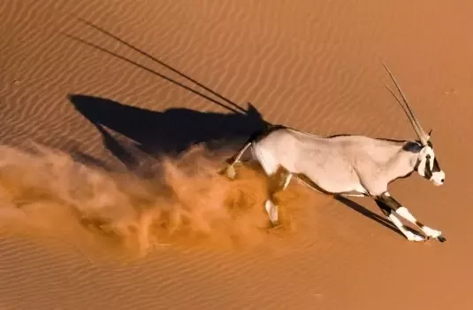 Namibie_wildlife