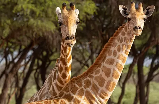 Namibie_giraffe_klantfoto