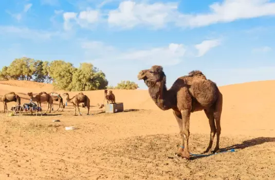 Marokko kameel Erg Chebbi woestijn