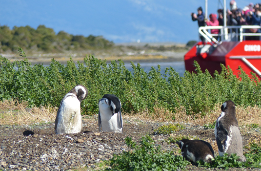 argentinie pinguins