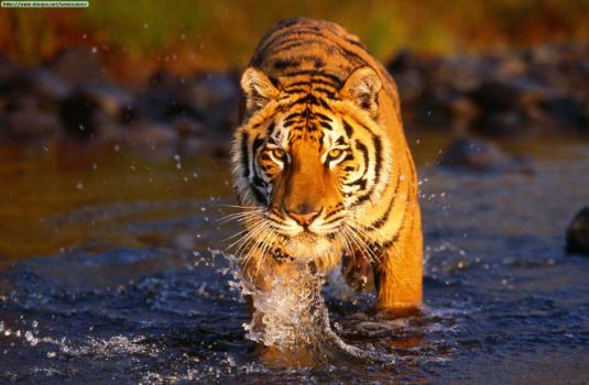 Tijger in het water in Nepal