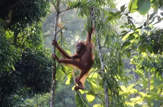 Borneo Oerang Oetang