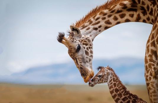 Giraffe, Kenia