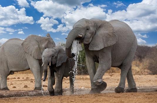 Olifanten Etosha Nationaal Park Namibie