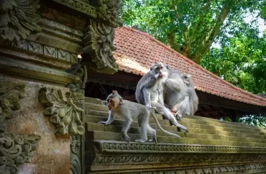Indonesie Bali Ubud Monkey Forest