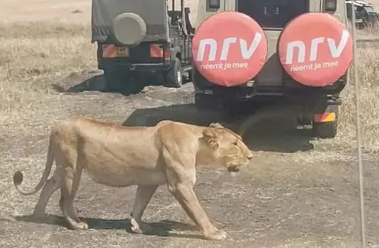 Leeuw bij NRV jeep