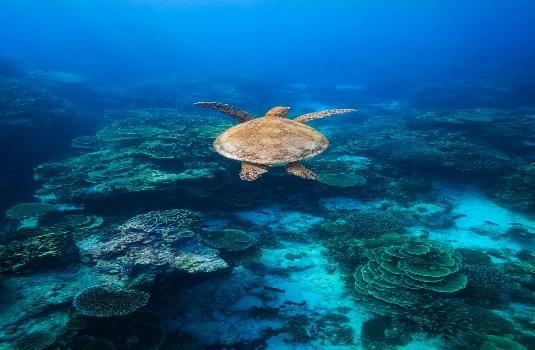 Great Barrier Reef