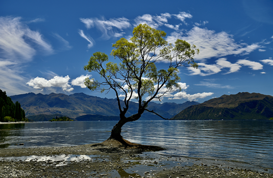 Nieuw-Zeeland Wanaka Tree lake