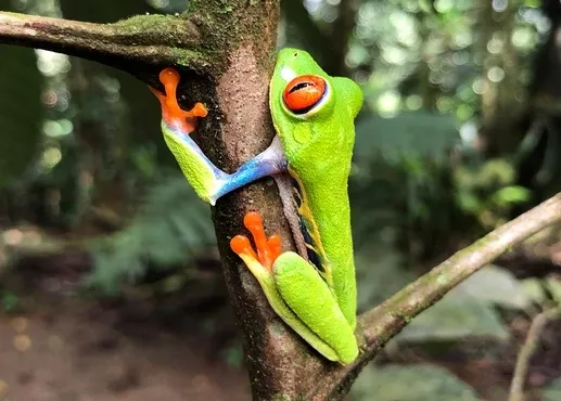 Kikker in Costa Rica