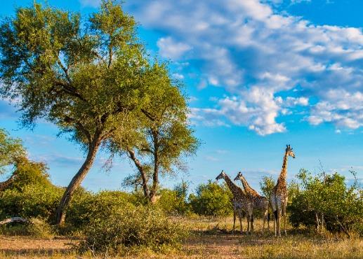 Kruger Nationaal Park, giraffen