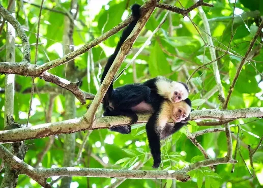 Blogtegel parken Costa Rica