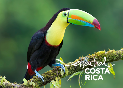 Costa Rica HP tegel