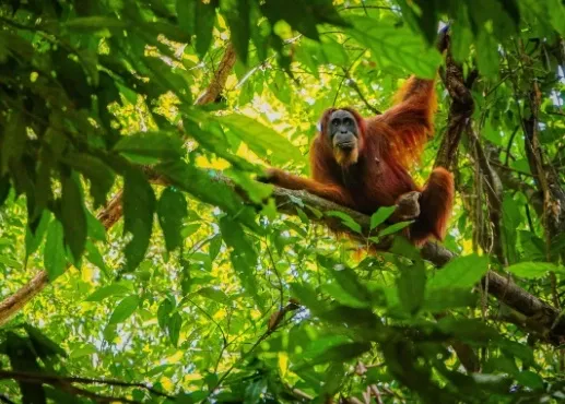 Indonesie Sumatra orang oetan