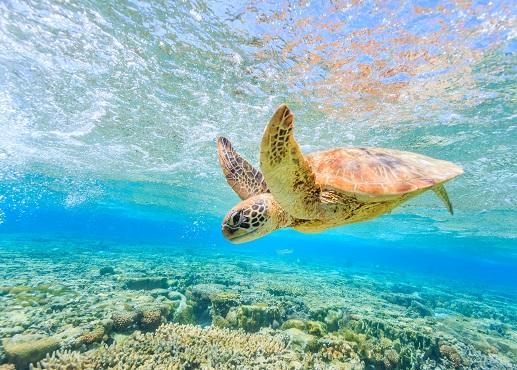 Australië zeeschildpad