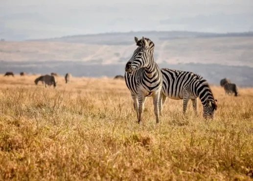 Zuid-Afrika zebras