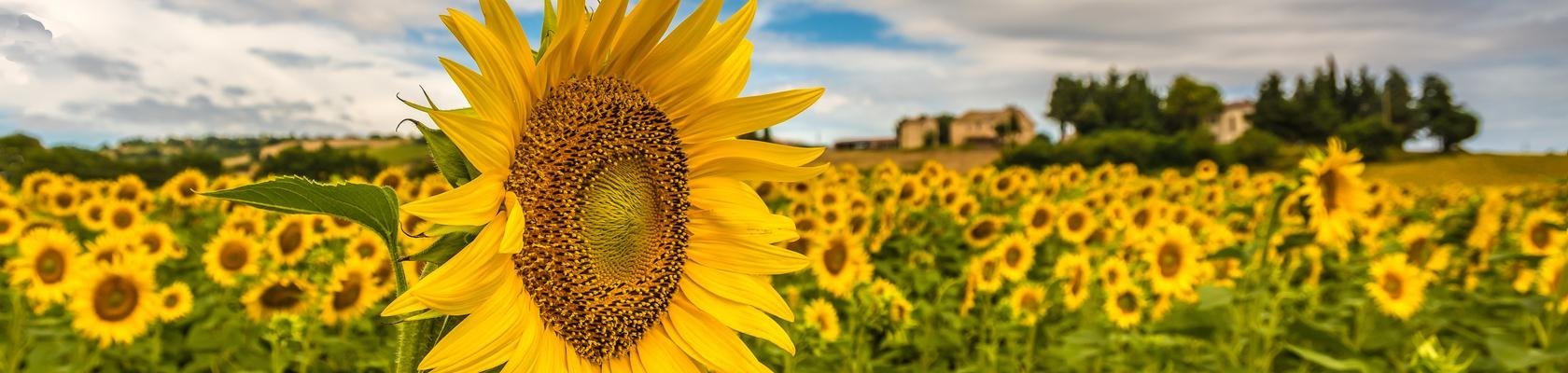 Zonnebloemen in Le Marche