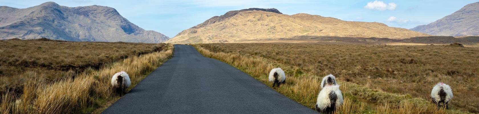 Schapen op de weg in Connemara