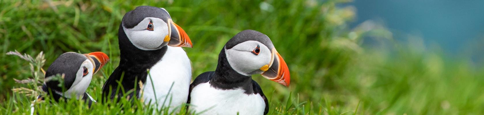 Puffins