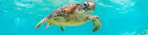 Great Barrier Reef