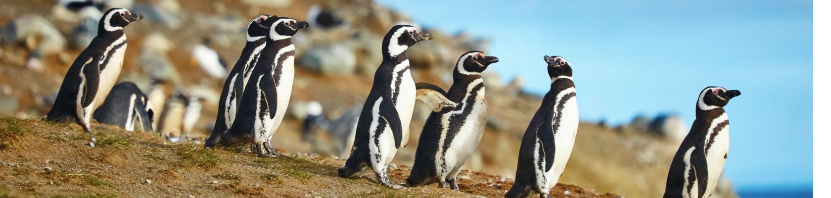 Magelhaanse pinguins