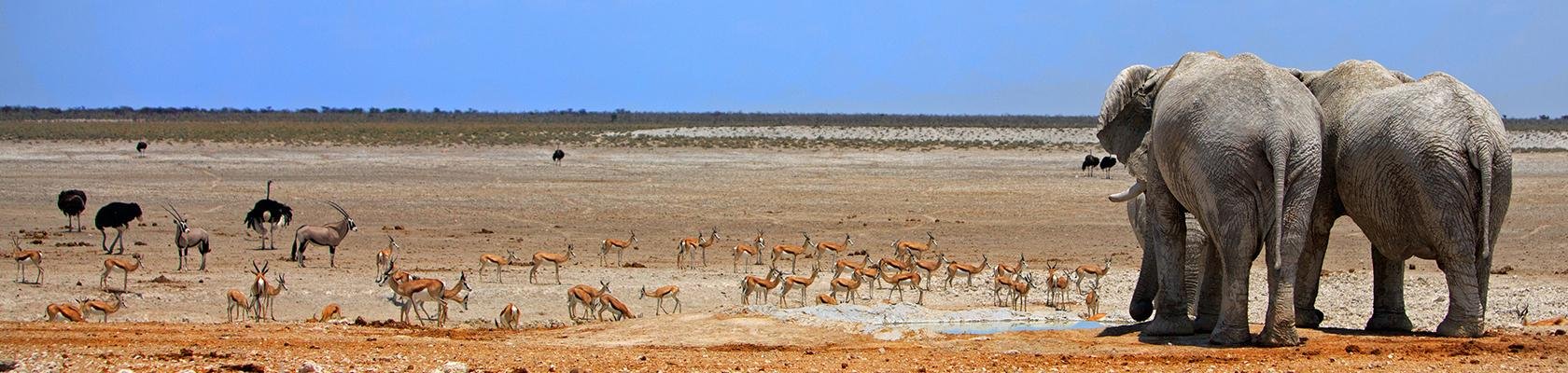 Etosha Nationaal Park (Namibië)