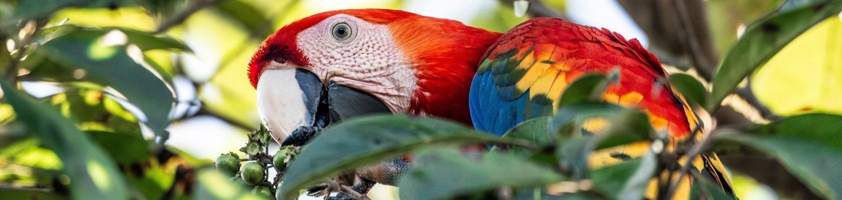 Ara in Costa Rica