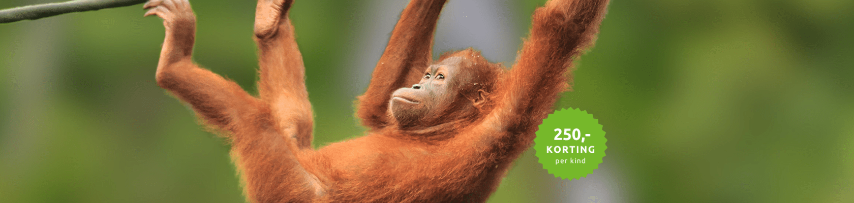 Orang Oetan Borneo