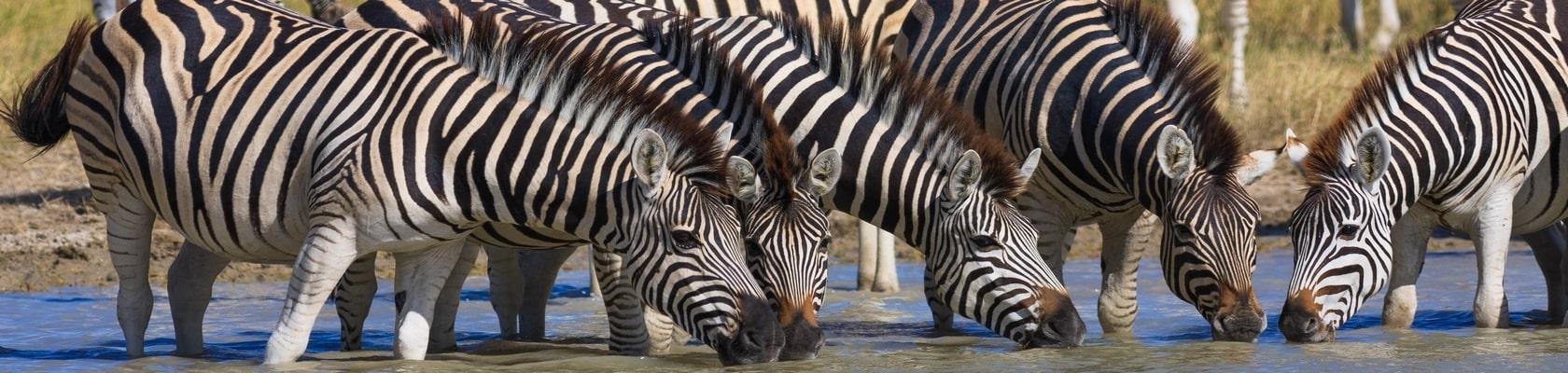 Safari Botswana
