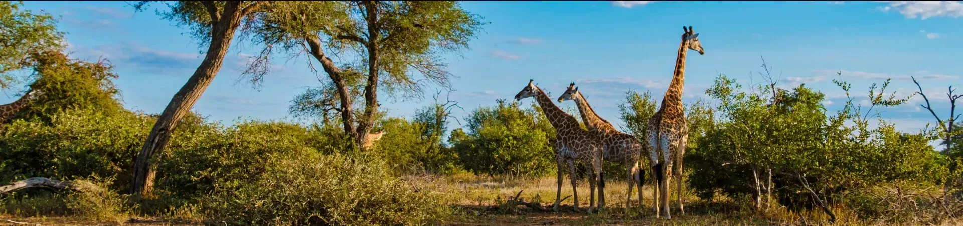 NRV Zuid Afrika Rondreizen