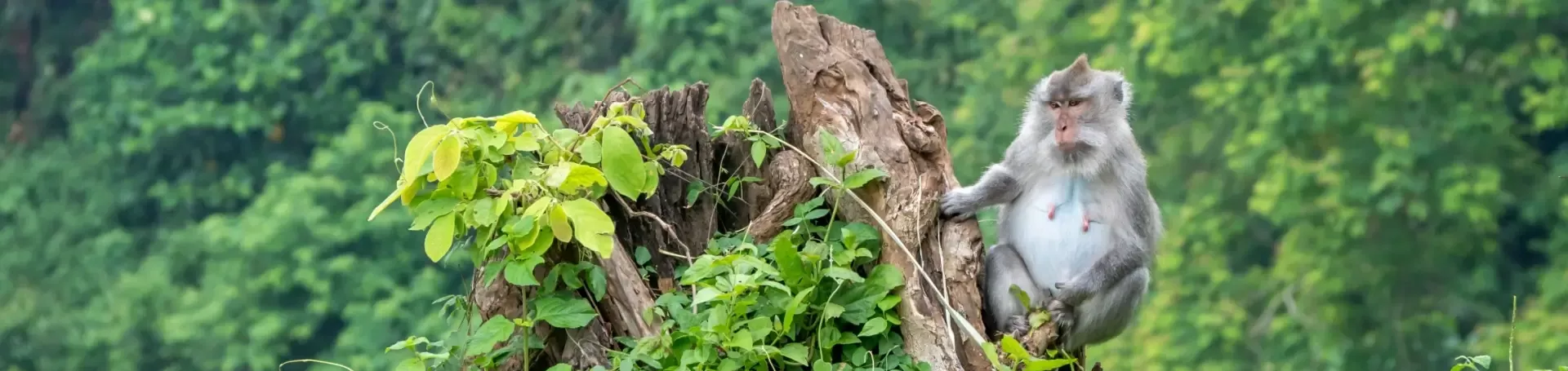 Indonesie Lombok aapje