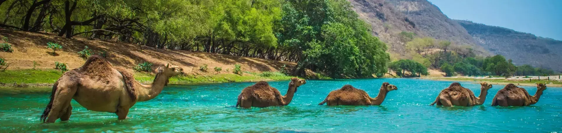 Kamelen_in_water