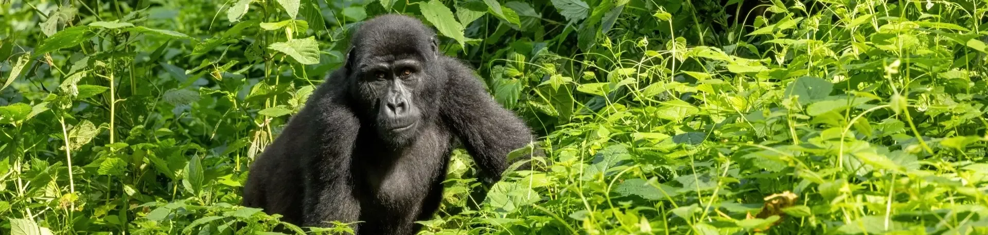 Oeganda gorilla tracking