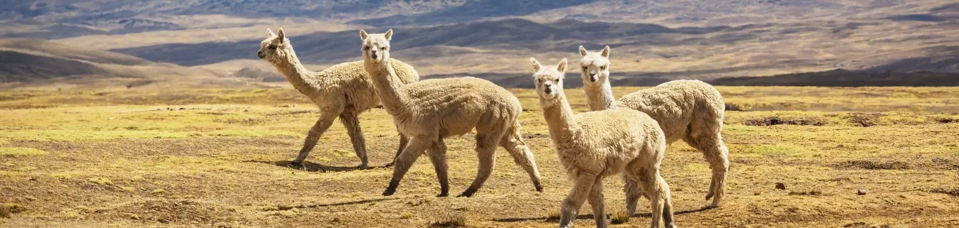 Peru alpacas