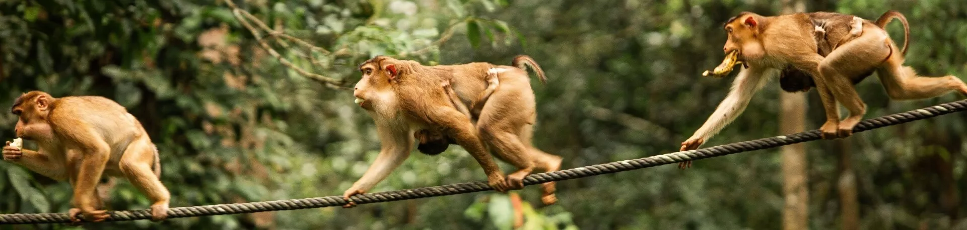 ANVR, apen op Borneo in Maleisië