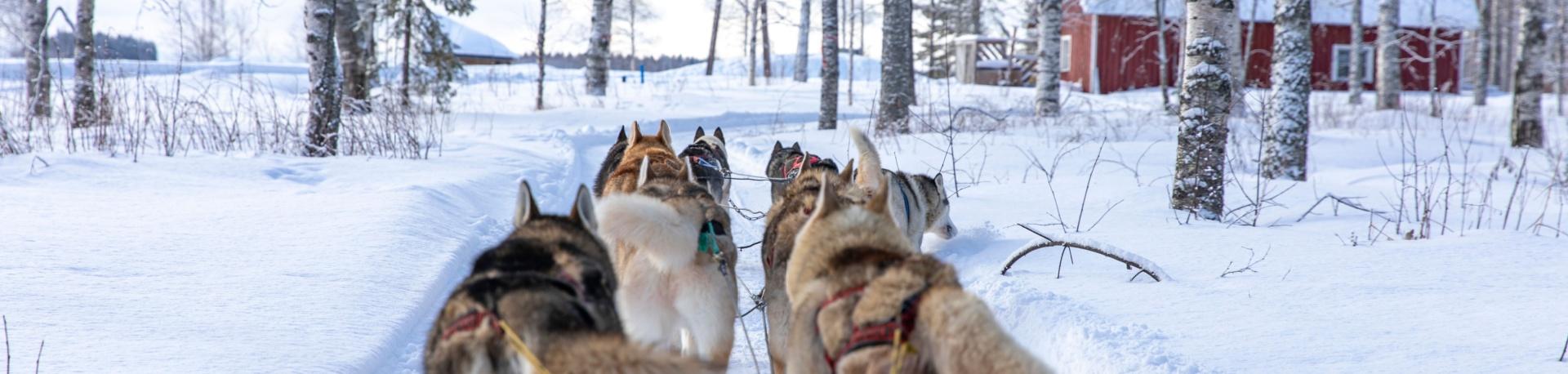 Tips voor activiteiten met dieren