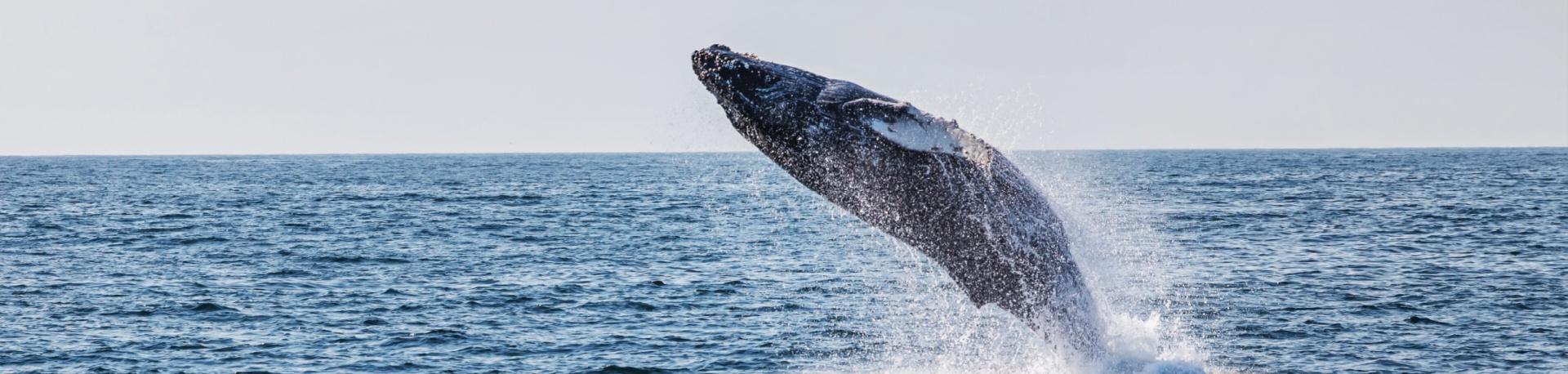 Tips voor wildlife spotten per boot, walvis
