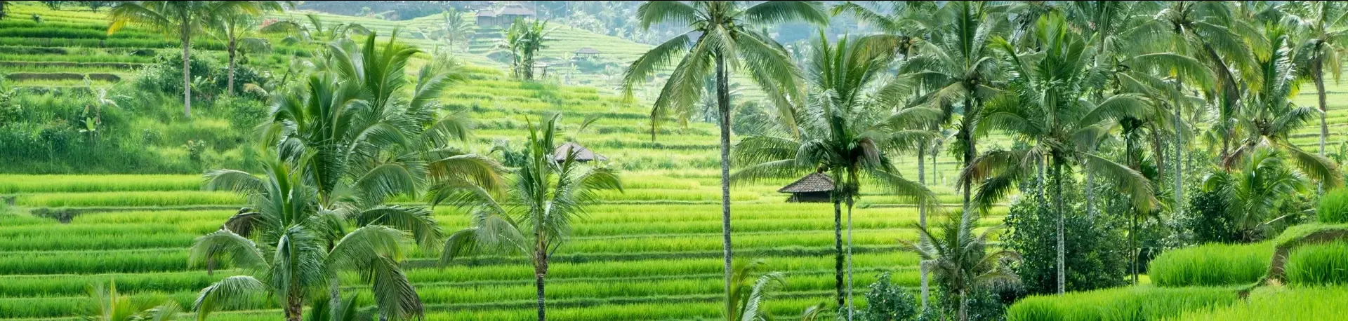Indonesie Bali rijstvelden